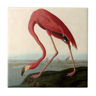 Carreau Flamant rose américain d'Audubon