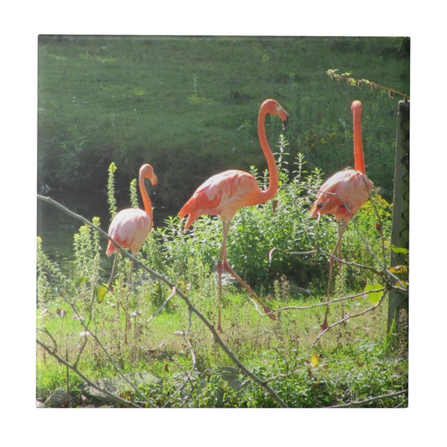 Carreau Flamants roses (Devant)