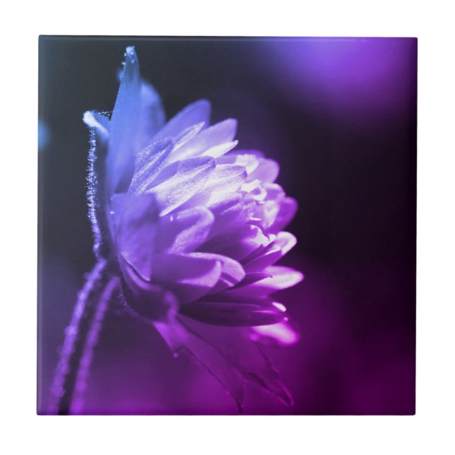 Carreau Fleur Au Soleil Noir Et Blanc Couleur Tint  (Devant)