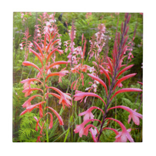 Carreau Fleur de Bugle Lily (Watsonia), Cap-Oriental