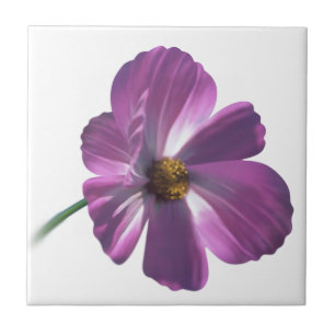 Carreau Fleur de Cosmos