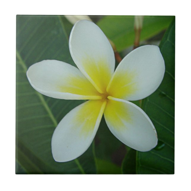 Carreau Fleur de Frangipani (Devant)