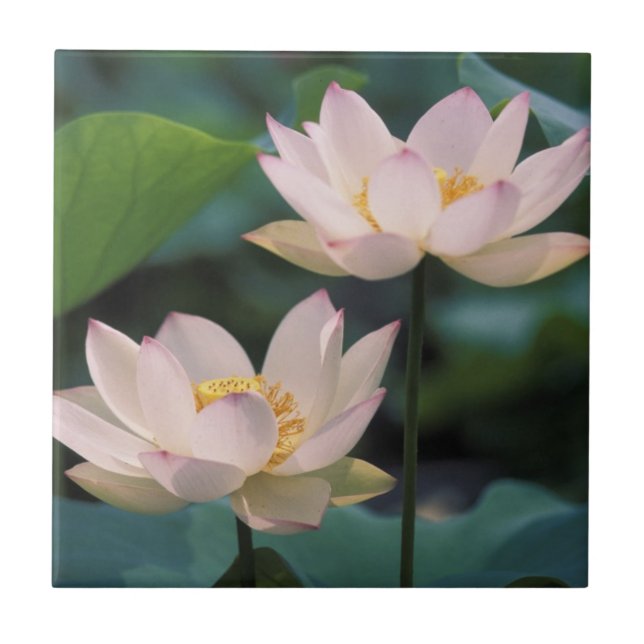 Carreau Fleur de Lotus en fleurs, Chine (Devant)