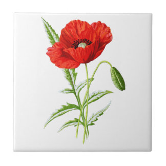 Carreau Fleur de pavot en Californie rouge et Feuilles ver