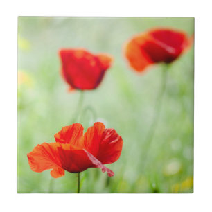Carreau Fleur de pavot rouge sauvage