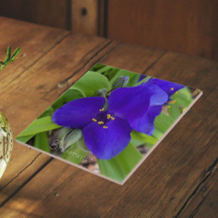 Carreau Fleur de Tradescantie Pourpre Floral