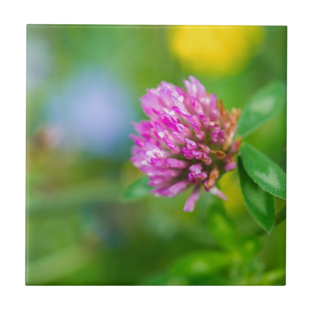 Carreau Fleur de trèfle rose (Devant)