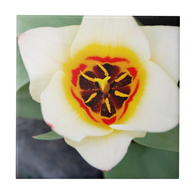 Carreau Fleur de tulipe (Devant)