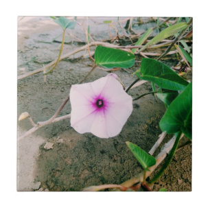 Carreau Fleur D'Épinards Dans Le Barrage