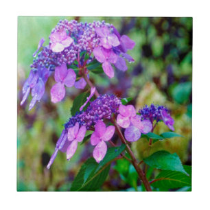 Carreau Fleur d'hortensia Purple Twist and Shout
