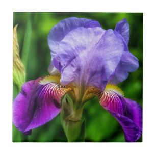 Carreau Fleur d'iris jaune violet vibre
