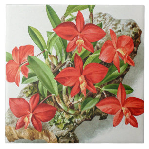 Carreau Fleur d'orchidée rare Sophronitis écarlate vintage