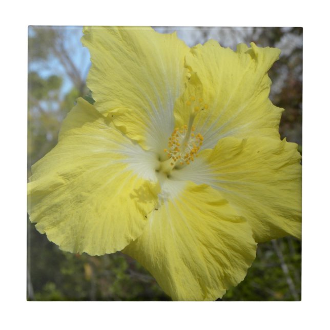 Carreau Fleur florale d'Hawaï de tuile jaune tropicale de (Devant)