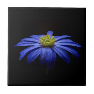 Carreau Fleur Gerbera Blue Daisy sur un arrière - plan noi