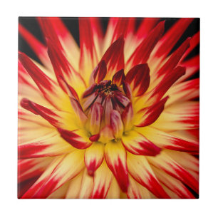 Carreau Fleur jaune et rouge radieuse, prise de vue rappro