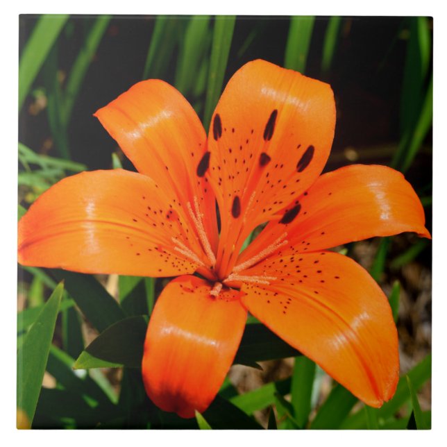 Carreau Fleur Lily asiatique orange vibre (Devant)
