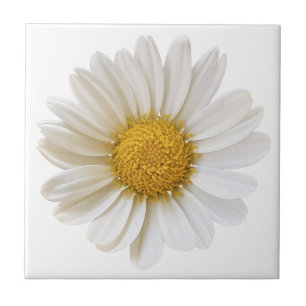 Carreau Fleur marguerite blanche sur Arrière - plan blanc