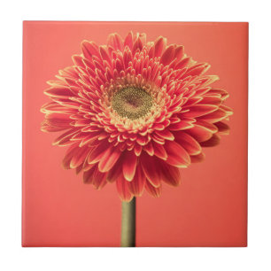 Carreau Fleur rouge de marguerite de Gerbera de Barberton