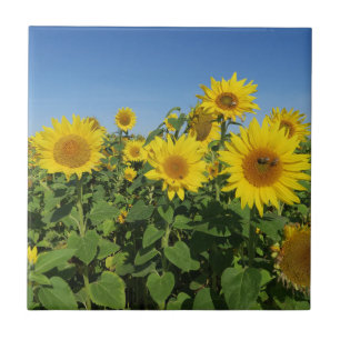 Carreau fleur, soleil, plante, nature, été, floral,