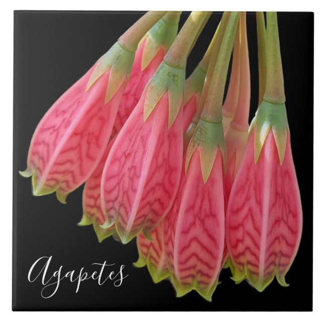 Carreau Fleurs d'agapètes rouges sur floral noir (Devant)