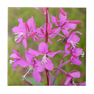Carreau Fleurs d'Alaska roses de Fireweed en fleur