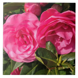 Carreau Fleurs de Camellia rose foncé
