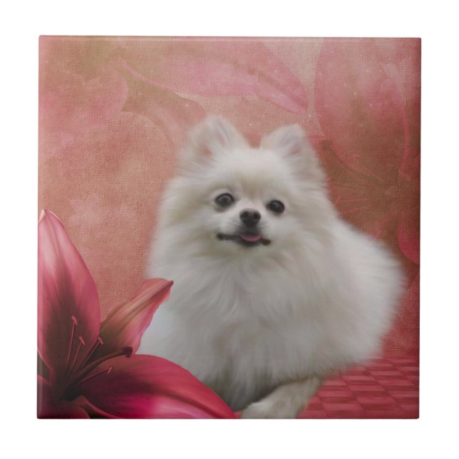 Carreau Fleurs de Chien Poméranien blanc Animal (Devant)
