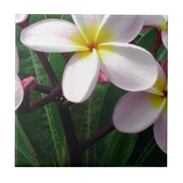 Carreau Fleurs de Plumeria hawaïenne (Devant)
