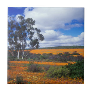 Carreau Fleurs de printemps en Namaqualand, Afrique du Sud