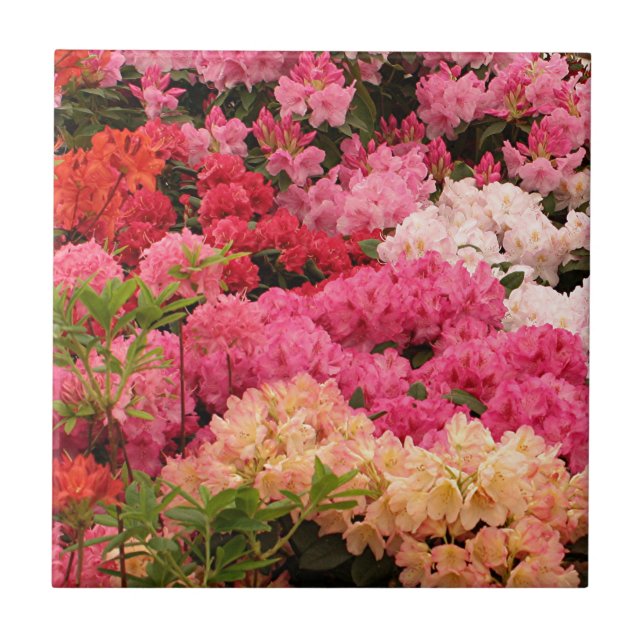 Carreau Fleurs de rhododendron (Devant)