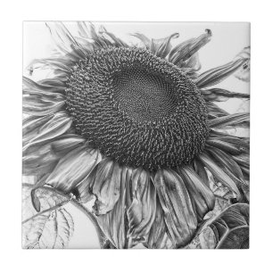 Carreau Fleurs de soleil géantes Vintage Art noir et blanc
