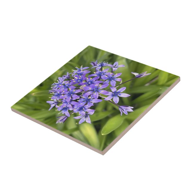 Carreau Fleurs de Squill Portugais Closeup Nature Photo (Côté)