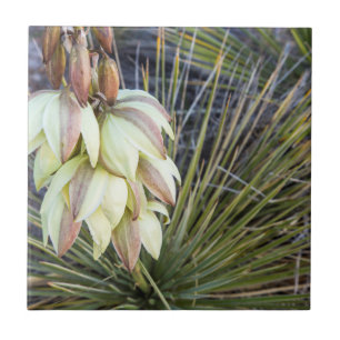 Carreau Fleurs de Yucca elata dans le Haut Missouri