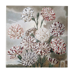 Carreau Fleurs d'œillet panachées vintage avec ciel gris