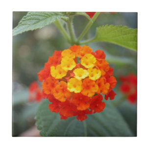 Carreau Fleurs italiennes