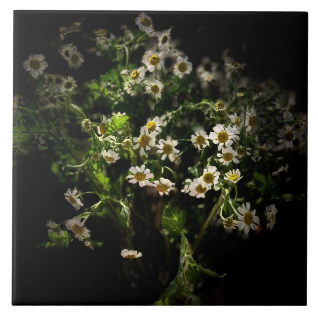 Carreau Fleurs, Marguerite (Devant)