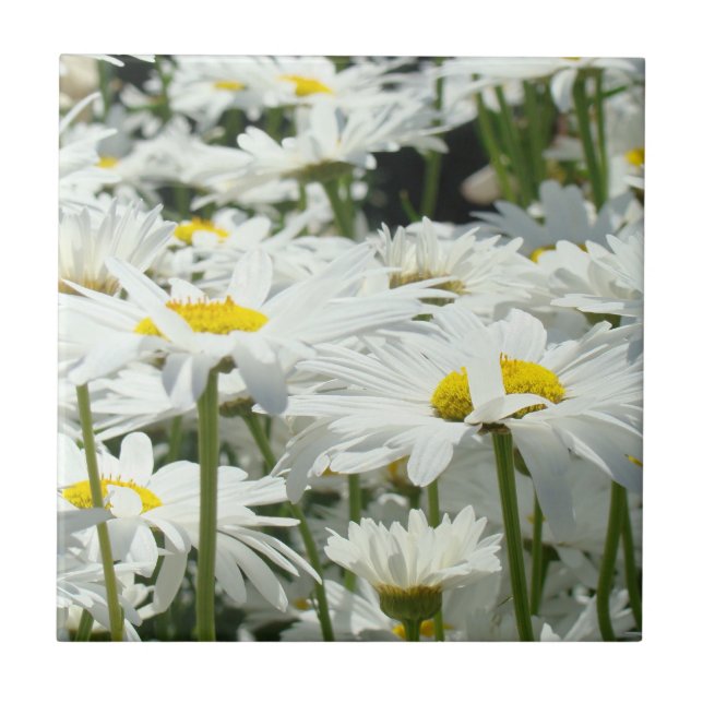 Carreau Fleurs marguerites blanches Carrelage art Accueil  (Devant)