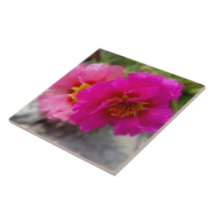 Carreau Fleurs roses au soleil