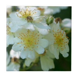 Carreau Fleurs Roses blanches sauvages à roulettes Nature