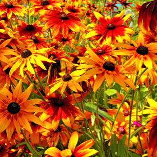 CARREAU FLEURS RUDBECKIA