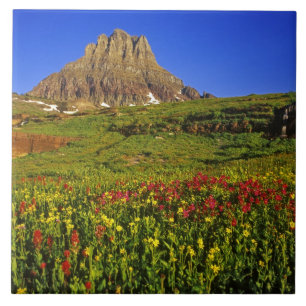 Carreau Fleurs sauvages alpines à Logan Pass dans Glacier