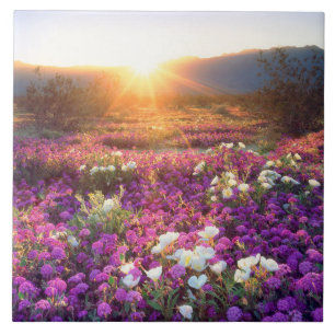 Carreau Fleurs sauvages au coucher du soleil   Anza-Borreg