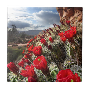 Carreau Fleurs sauvages - canyon grand - l'Arizona