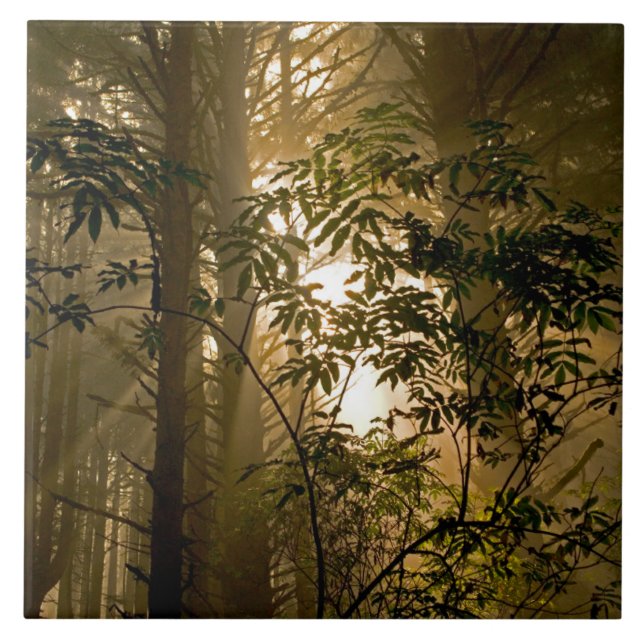 Carreau Forêt à feuillage persistant | Côte de l'Oregon (Devant)