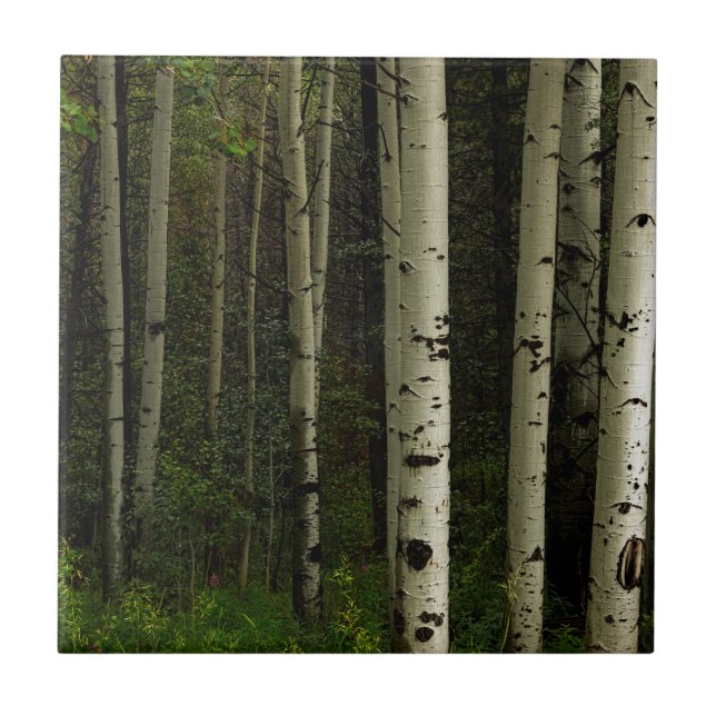 Carreau Forêt blanche (Devant)