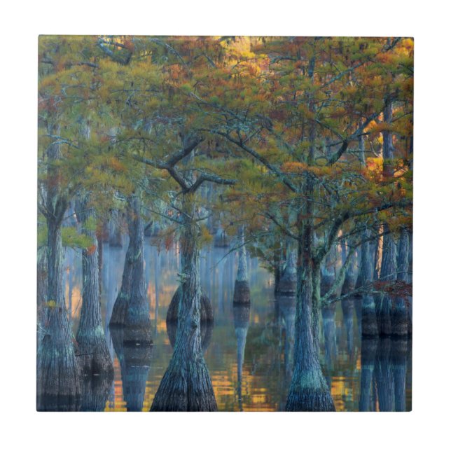 Carreau Forêt de cyprès de bassin (Devant)