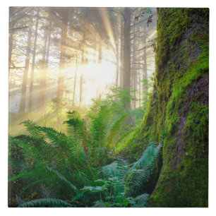 Carreau Forêt de la côte pacifique, Oregon