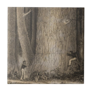 Carreau Forêt de pin, Orégon