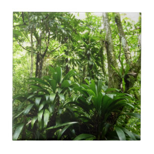 Carreau Forêt de pluie dominicaine I Nature verte tropical