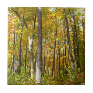 Carreau Forêt du paysage d'automne Feuille Jaune